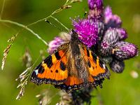 Kleiner Fuchs sucht Nektar auf Distelblüte